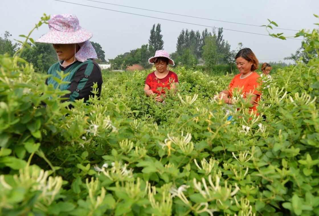 金銀花使用北美農(nóng)大水溶肥見(jiàn)效快