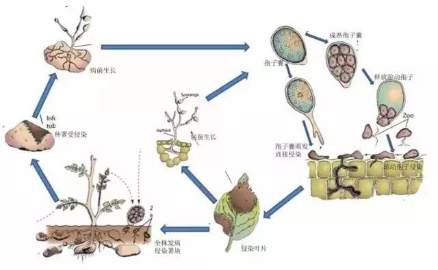 霜霉病的發(fā)病過程結(jié)束