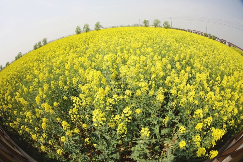  油菜缺肥的癥狀以及防治方法