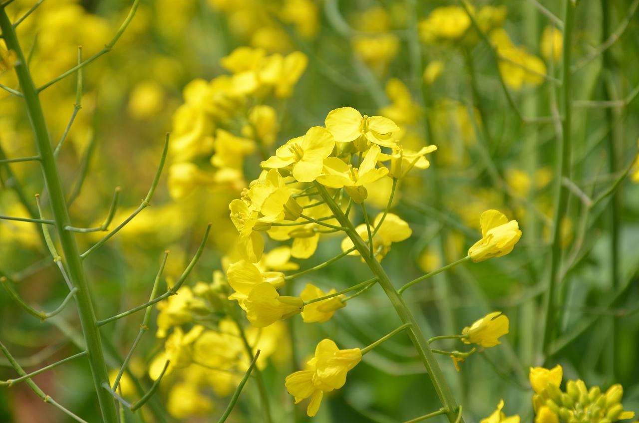 油菜和磷肥的關(guān)系